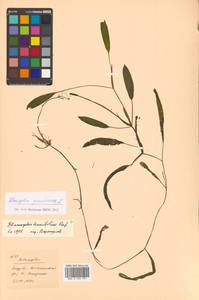 Potamogeton alpinus Balb., Siberia, Russian Far East (S6) (Russia)