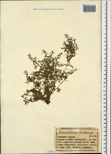 Herniaria incana Lam., Caucasus, Stavropol Krai, Karachay-Cherkessia & Kabardino-Balkaria (K1b) (Russia)