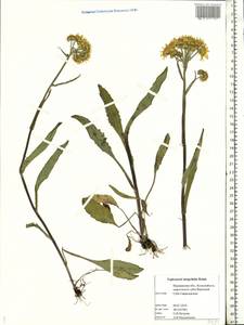 Tephroseris integrifolia (L.) Holub, Eastern Europe, Northern region (E1) (Russia)