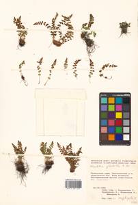 Woodsia glabella, Siberia, Russian Far East (S6) (Russia)