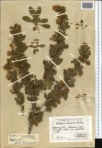 Berberis karkaralensis Kornil. & Potapov, Middle Asia, Muyunkumy, Balkhash & Betpak-Dala (M9) (Kazakhstan)