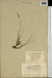 Carex tomentosa L., Eastern Europe, Latvia (E2b) (Latvia)