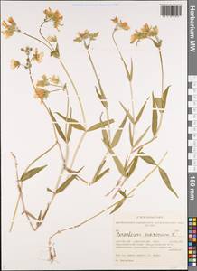 Dichodon maximum (L.) Á. Löve & D. Löve, Siberia, Altai & Sayany Mountains (S2) (Russia)