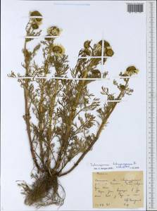 Tripleurospermum tetragonospermum (F. Schmidt) Pobed., Siberia, Russian Far East (S6) (Russia)