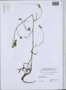 Picris strigosa subsp. canescens (Stev.) Lack, Caucasus, North Ossetia, Ingushetia & Chechnya (K1c) (Russia)