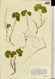 Rubus chamaemorus L., Siberia, Russian Far East (S6) (Russia)