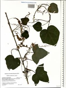Hedera colchica (K. Koch) K. Koch, Caucasus, Krasnodar Krai & Adygea (K1a) (Russia)