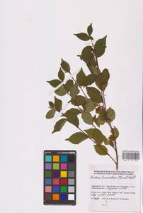 Prunus tomentosa Thunb., Eastern Europe, Lower Volga region (E9) (Russia)