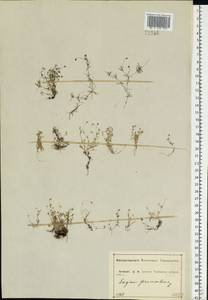 Sagina procumbens L., Eastern Europe, Central forest-and-steppe region (E6) (Russia)