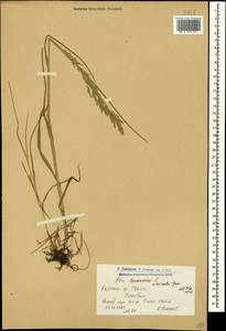 Poa trivialis L., Caucasus, Armenia (K5) (Armenia)