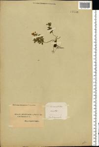 Potentilla erecta (L.) Raeusch., Eastern Europe, Northern region (E1) (Russia)