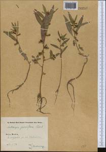 Ludwigia perennis L., Middle Asia, Pamir & Pamiro-Alai (M2) (Tajikistan)