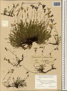 Campanula bellidifolia subsp. bellidifolia, Caucasus, North Ossetia, Ingushetia & Chechnya (K1c) (Russia)