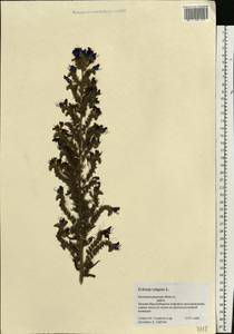 Echium vulgare L., Eastern Europe, North-Western region (E2) (Russia)