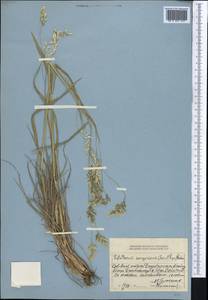 Piptatherum songaricum (Trin. & Rupr.) Roshev., Middle Asia, Dzungarian Alatau & Tarbagatai (M5) (Kazakhstan)