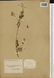 Conium maculatum L., Eastern Europe, Northern region (E1) (Russia)
