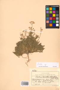 Tanacetum millefolium (L.) Tzvelev, Eastern Europe, Lower Volga region (E9) (Russia)