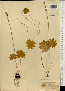 Primula matthioli subsp. altaica (Losinsk.) Kovt., Mongolia (MONG) (Mongolia)