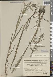 Catabrosa aquatica (L.) P.Beauv., Eastern Europe, Eastern region (E10) (Russia)