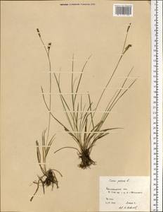 Carex panicea L., Eastern Europe, South Ukrainian region (E12) (Ukraine)