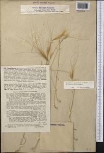 Taeniatherum caput-medusae (L.) Nevski, Middle Asia, Syr-Darian deserts & Kyzylkum (M7) (Uzbekistan)