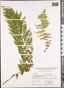 Athyrium asplenioides var. cyclosorum (Rupr.), Siberia, Chukotka & Kamchatka (S7) (Russia)