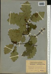Quercus petraea (Matt.) Liebl., Eastern Europe, West Ukrainian region (E13) (Ukraine)