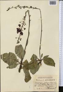 Verbascum phoeniceum L., Middle Asia, Dzungarian Alatau & Tarbagatai (M5) (Kazakhstan)