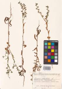 MHA 0 152 649, Lycopsis arvensis subsp. orientalis (L.) Kuzn., Eastern Europe, Middle Volga region (E8) (Russia)
