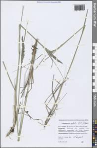 Achnatherum calamagrostis (L.) P.Beauv., Siberia, Baikal & Transbaikal region (S4) (Russia)