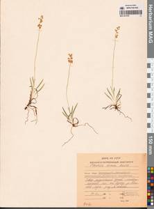 Tofieldia cernua Sm., Siberia, Chukotka & Kamchatka (S7) (Russia)