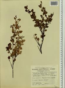 Betula humilis Schrank, Siberia, Chukotka & Kamchatka (S7) (Russia)