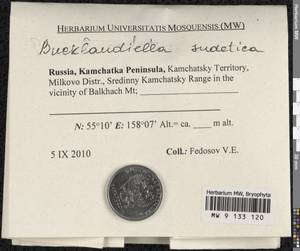 Bucklandiella sudetica (Funck) Bedn.-Ochyra & Ochyra, Bryophytes, Bryophytes - Chukotka & Kamchatka (B21) (Russia)