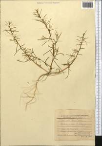 Salsola paulsenii Litv., Middle Asia, Syr-Darian deserts & Kyzylkum (M7) (Kazakhstan)