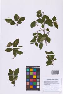 Cotoneaster acutifolius Turcz., Eastern Europe, Moscow region (E4a) (Russia)