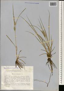 Carex hordeistichos Vill., South Asia, South Asia (Asia outside ex-Soviet states and Mongolia) (ASIA) (Turkey)