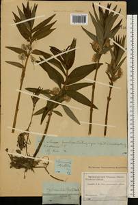 Lysimachia thyrsiflora L., Eastern Europe, Moscow region (E4a) (Russia)