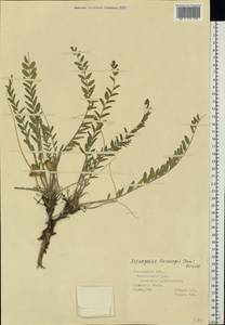 Astragalus buchtormensis Pall., Eastern Europe, Middle Volga region (E8) (Russia)