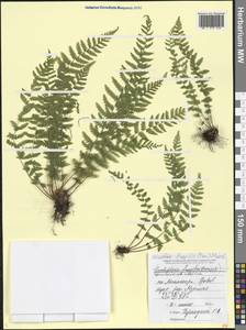 Woodsia fragilis (Trev.) Moore, Caucasus, Black Sea Shore (from Novorossiysk to Adler) (K3) (Russia)