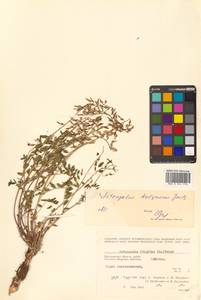 Astragalus tugarinovii Basil., Siberia, Chukotka & Kamchatka (S7) (Russia)