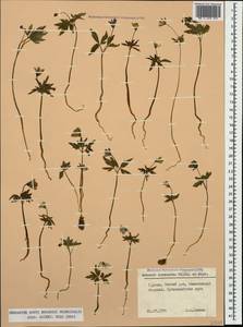 Anemone caucasica Willd. ex Rupr., Caucasus, South Ossetia (K4b) (South Ossetia)