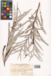 Salix schwerinii E. L. Wolf, Siberia, Russian Far East (S6) (Russia)