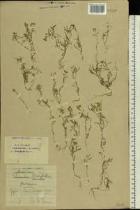 Meniocus linifolius (Stephan ex Willd.) DC., Eastern Europe, Eastern region (E10) (Russia)