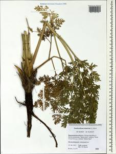 Xanthoselinum alsaticum (L.) Schur, Eastern Europe, Central forest-and-steppe region (E6) (Russia)