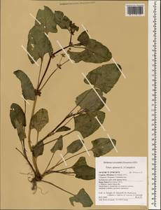 Rumex spinosus L., South Asia, South Asia (Asia outside ex-Soviet states and Mongolia) (ASIA) (Cyprus)