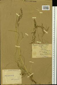 Agrostis, Siberia, Altai & Sayany Mountains (S2) (Russia)