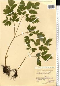 Actaea spicata L., Eastern Europe, North-Western region (E2) (Russia)