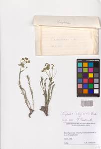 Euphorbia seguieriana Neck., Eastern Europe, Lower Volga region (E9) (Russia)