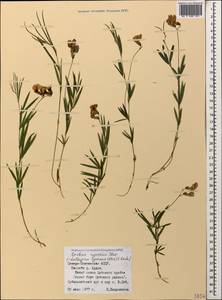 Lathyrus cyaneus (Steven) K.Koch, Caucasus, North Ossetia, Ingushetia & Chechnya (K1c) (Russia)