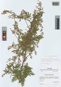 Artemisia gmelinii Weber ex Stechm., Siberia, Altai & Sayany Mountains (S2) (Russia)